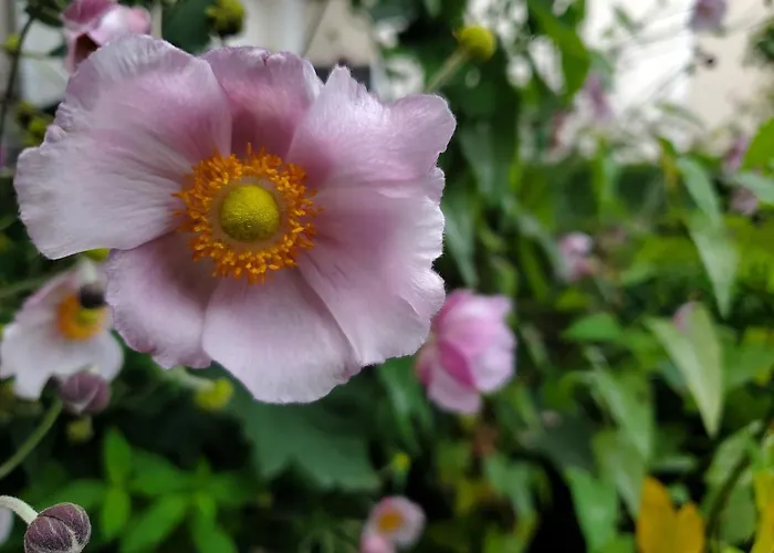 Privatpension Waldbroel 住宿加早餐酒店 3*