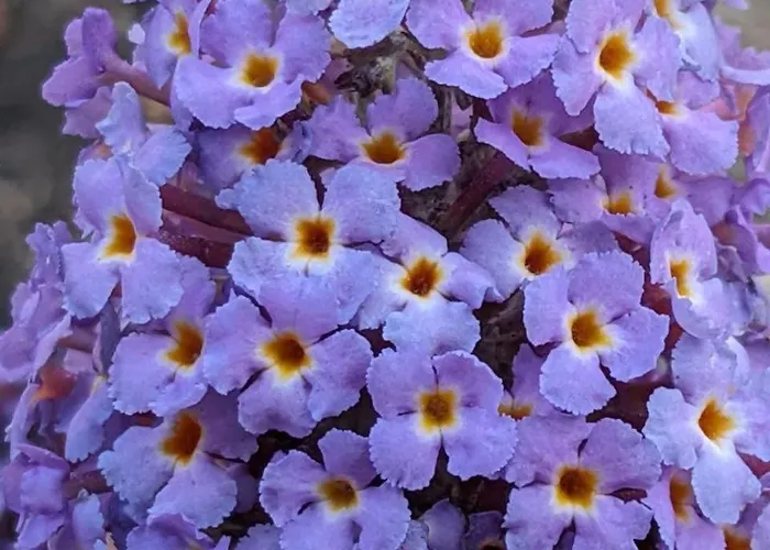 Privatpension Waldbroel 住宿加早餐酒店 瓦尔德布勒尔