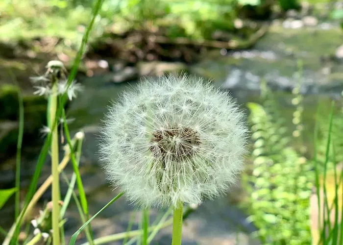 Privatpension Waldbroel 3*